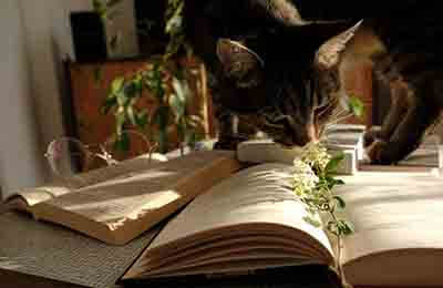 簡述文學形象的總體特征